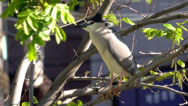 Quabird perched on a branch with leaves swaying nearby