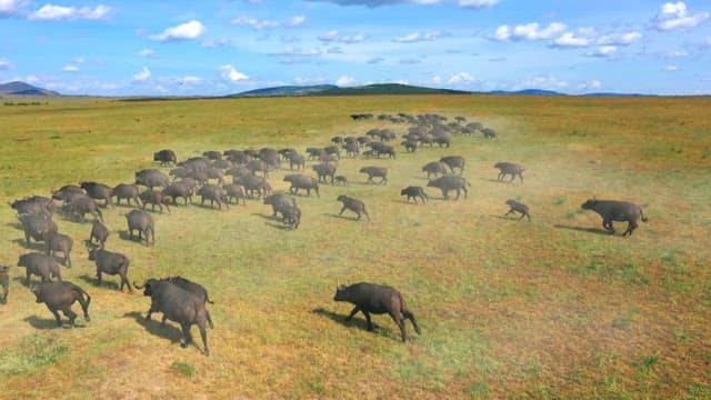 Herd of Buffalo Roaming the Savannah