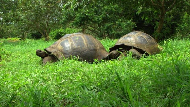 Tortoises Grazing in Lush Greenery