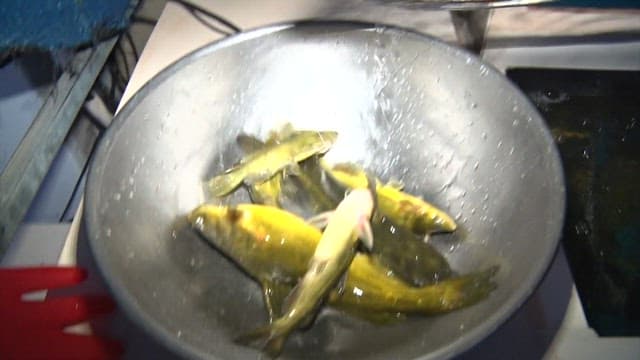 Freshly caught fish in a stainless steel bowl