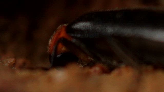 Detailed view of a firefly on the soil