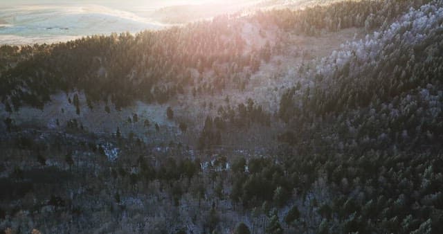 Forest landscape with sunlight