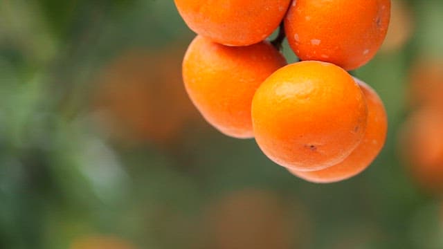 Tangerine trees with ripe fruits in orchard