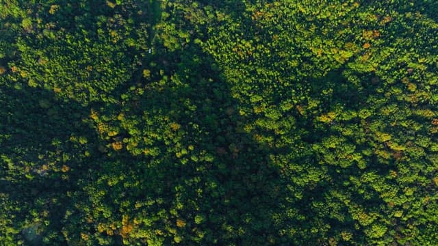 Aerial view of a dense forest and coastline
