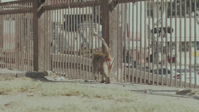 Urban Monkeys Roaming by the Fence in the City