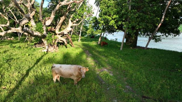 Cow in the vibrant greenery of the beach