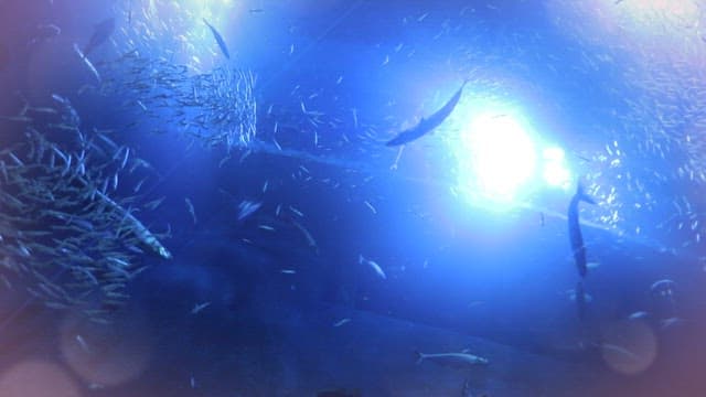 Fish Swimming in a Illuminated Tank