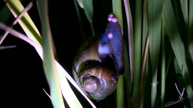 Freshwater snail laying eggs on green leaves at night