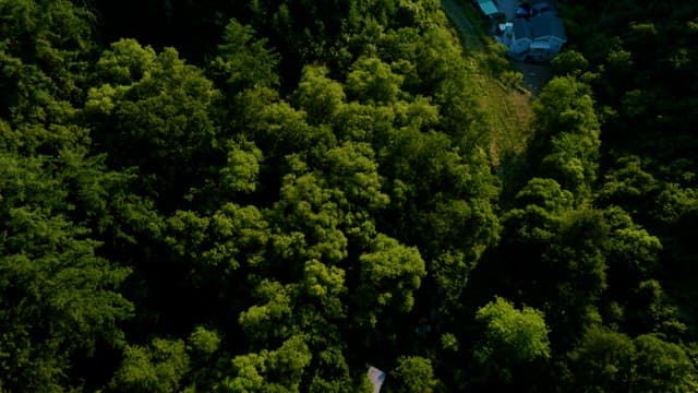 Blue Lake next to a Lush Green Forest