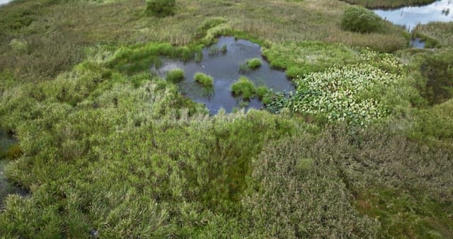 Serene wetland with lush greenery