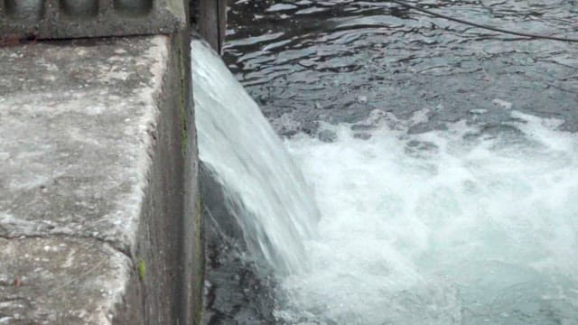 Fish trying to climb up the dam