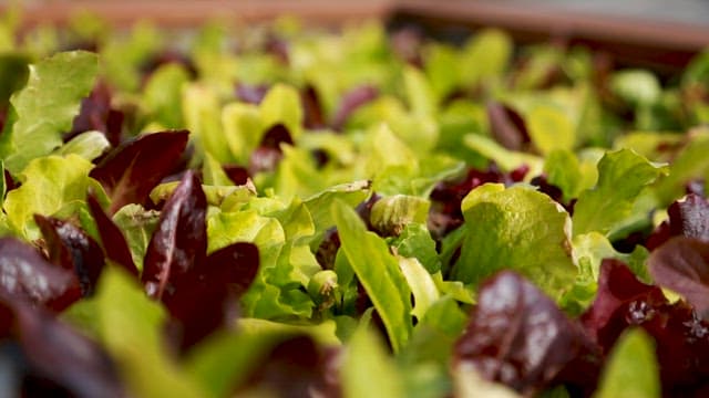 Fresh Green and Red Lettuce Grown at Home