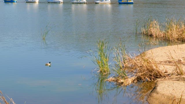 Ducks swimming peacefully with swaying reeds