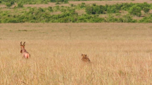 Hyenas Chasing Injured Prey