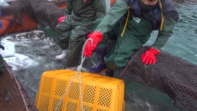Fishermen carrying fish into baskets