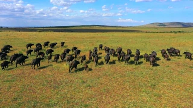 Herd of Buffalo Crossing the Savannah