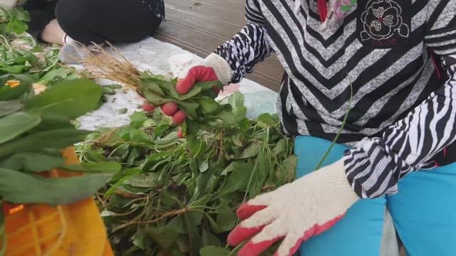 Workers with gloves sorting freshly harvested godeulppaegi