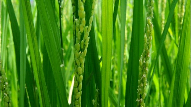 Close View of Rice Plants in Sunlight