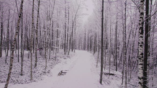 Birch Forest Covered with Pure White Snow