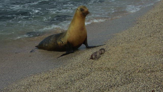 Seal nurturing its pup on sandy shore