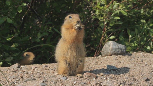Prairie dog eating in a natural habitat