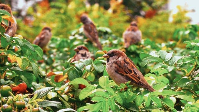 Small birds perched on green bushes in a lush garden