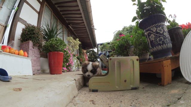 Puppy exploring a garden filled with various plants