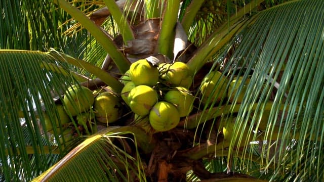 Close-up view of coconuts on a palm tree