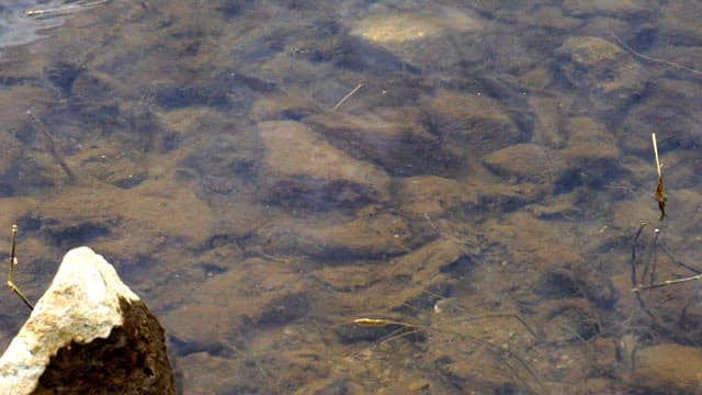 Clear lake with a moving fishing rod and bait