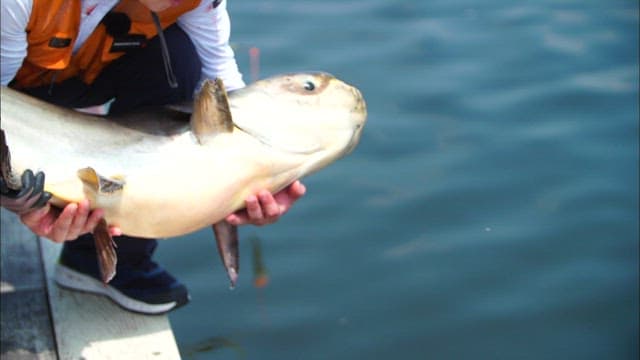 Releasing a sailfish caught by fishing