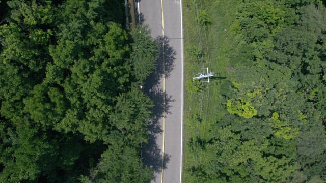 Road Stretching Through a Forest Full of Fresh Greenery