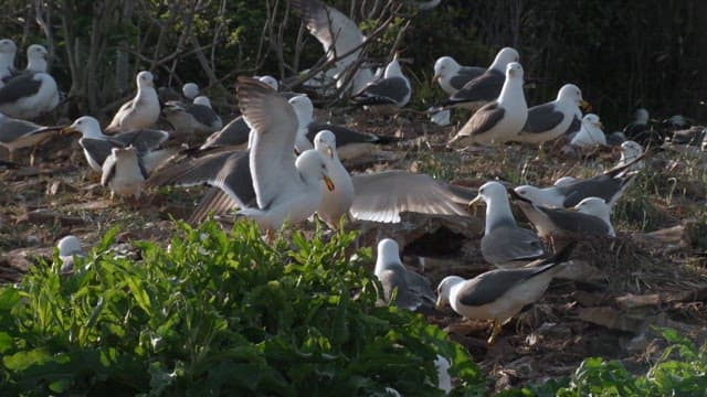 Seagulls fighting over territory on a rocky beach
