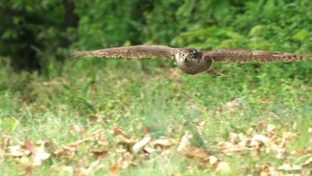 Falcon in flight through the forest