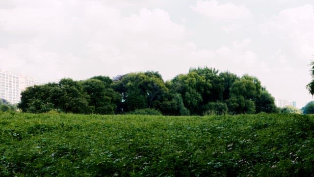 Urban Park with Skyscrapers in the Background