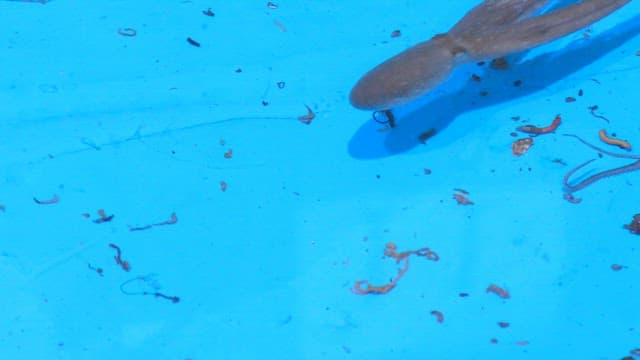 Octopus swimming in a blue tank