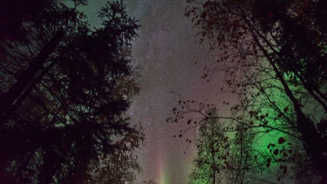 Aurora glowing in the night sky above the trees in a quiet forest