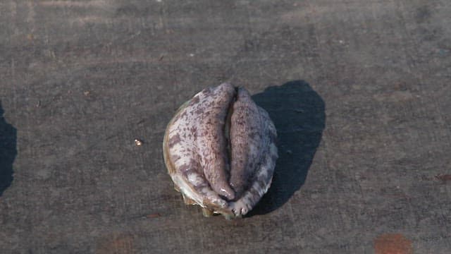 Slippery surface of fresh abalone