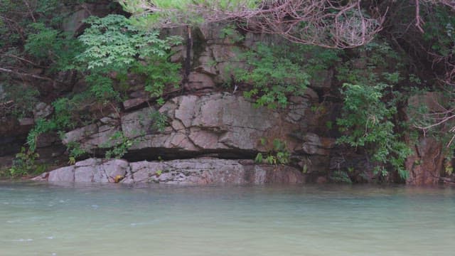 Rocky riverbank with lush greenery