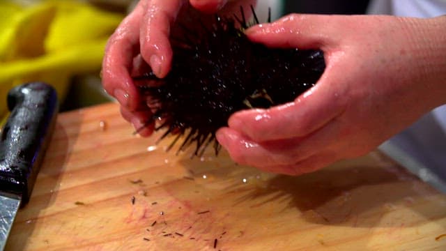 Preparing sea urchin in a kitchen