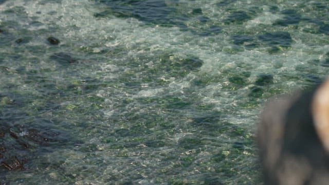 Fresh corvina  in a woven basket by the seaside