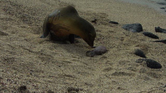 Seal nurturing its pup on sandy shore