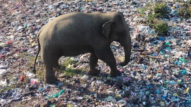 Elephant walking through a landfill full of plastic waste