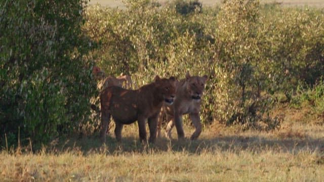 Lions Roaming in a Grassland
