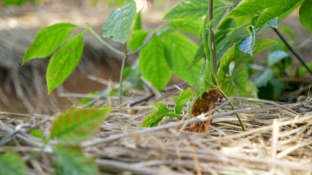 Ginseng leaves growing in a greenhouse