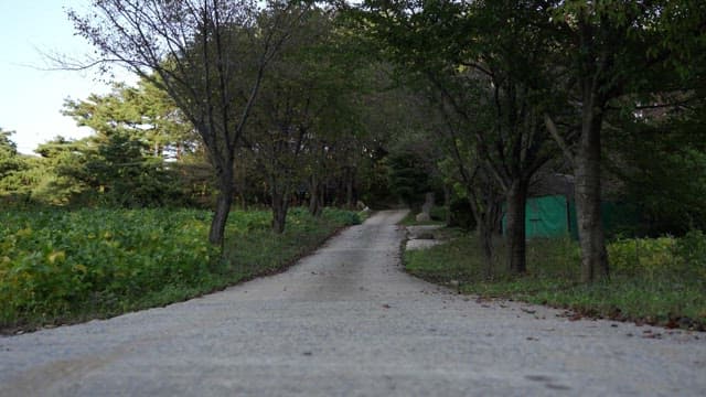Narrow path through the green countryside lined with trees