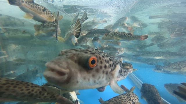 Fish swimming in a tank