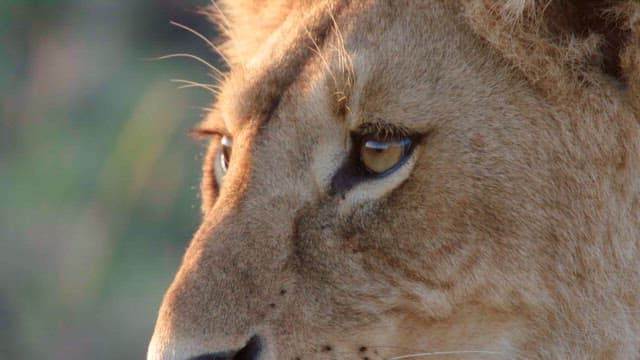 Close-up View of a Lion in the Wild