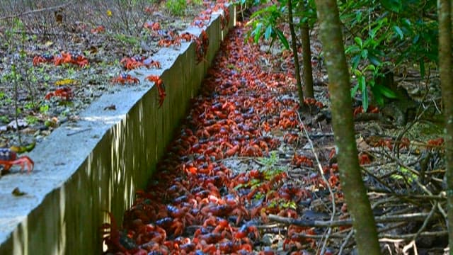 Migration of Red Crabs in Forested Pathway