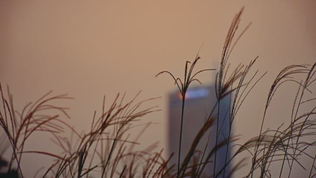 Sunset view of the cityscape through tall grass