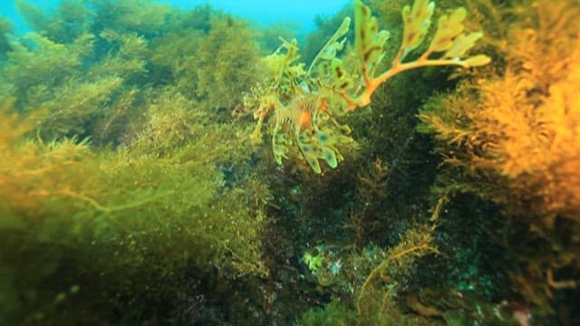 Leafy Seadragon Camouflaged Among Seaweed